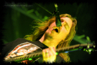 opeth_rc53_thumb.jpg